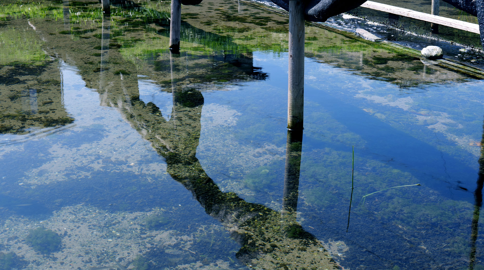 奇跡のサクランを育むスイゼンジノリについて FABROU【ファブロウ】